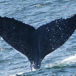 Fluke of Skipper