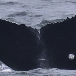 Fluke of Stromboli