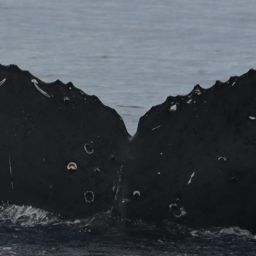 Fluke of BCX2534