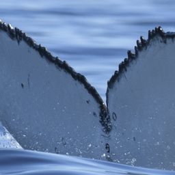 Fluke of HW-MN0805097