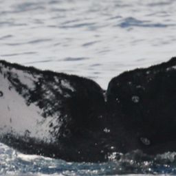 Fluke of HI25_0263