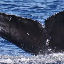 Fluke of CRC-22869