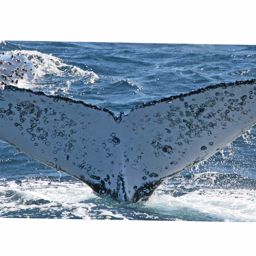 Fluke of ECWWC-GC09031