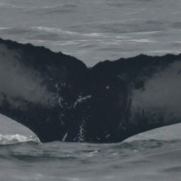 Fluke of Skipper