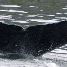 Fluke of 2025 calf of Skittle