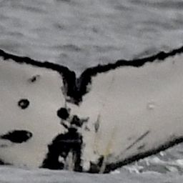 Fluke of Queen Fiona II