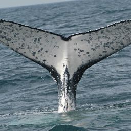 Fluke of ECWWC-GC09024