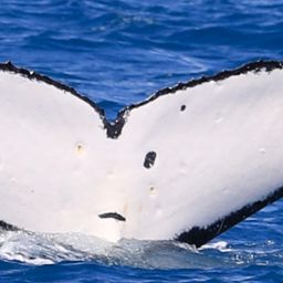 Fluke of ECWWC-PS07027