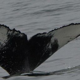 Fluke of CRC-12051