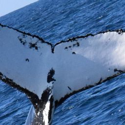 Fluke of ECWWC-GC09070