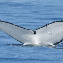 Fluke of ECWWC-GC09052