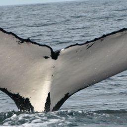 Fluke of ECWWC-PS05001