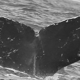Fluke of CRC-10837