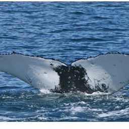 Fluke of ECWWC-GC09071
