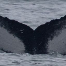 Fluke of HW-MN0104237