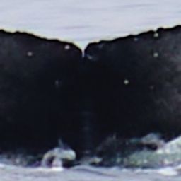 Fluke of 2024-2025 calf of Pepper's Mom