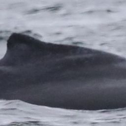 Fluke of 2025 calf of Europa