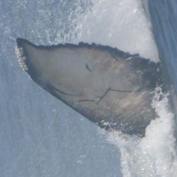 Fluke of 2025 calf of Smiley