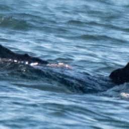 Fluke of 2025 calf of Graze