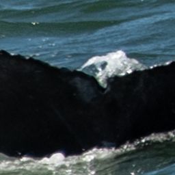 Fluke of 2025 calf of Kappa