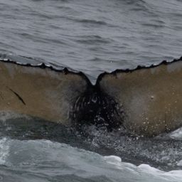 Fluke of 2024-2025 calf of CRC-10902