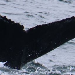 Fluke of CRC-22911