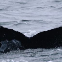 Fluke of CRC-22910