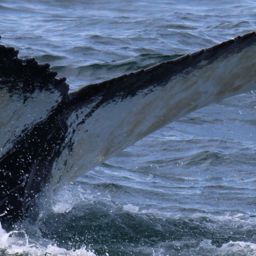 Fluke of CRC-22912