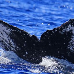 Fluke of HW-MN0445297