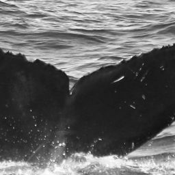 Fluke of CRC-12085