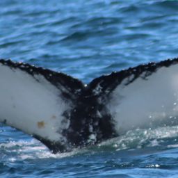 Fluke of HW-MN0104247