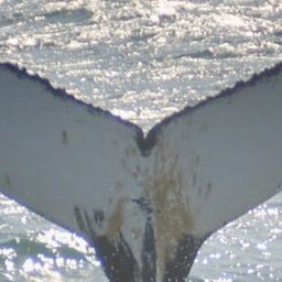 Fluke of HW-MN0104248