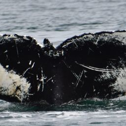 Fluke of HW-MN0104251