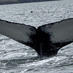 Fluke of HW-MN0104255