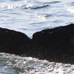 Fluke of HW-MN0104256