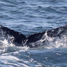 Fluke of HW-MN0104257