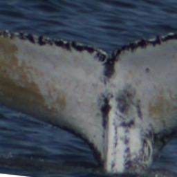 Fluke of HW-MN0104259