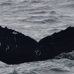 Fluke of Annet