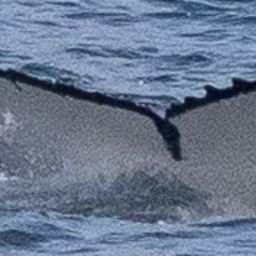 Fluke of HW-MN0104263