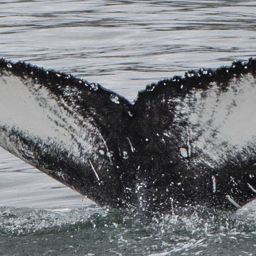 Fluke of HW-MN0104265