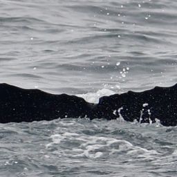 Fluke of HW-MN0104266