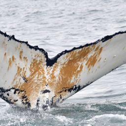 Fluke of HW-MN0104268