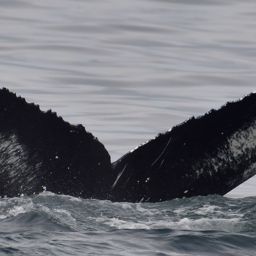 Fluke of HW-MN0104271