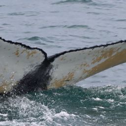 Fluke of HW-MN0104277