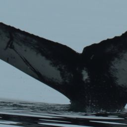 Fluke of HW-MN0104278