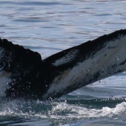 Fluke of HW-MN0104279