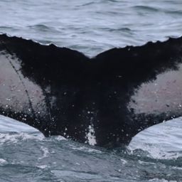 Fluke of HW-MN0104281