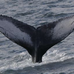 Fluke of 2024-2025 calf of Notch
