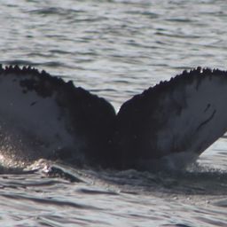 Fluke of HW-MN0104283