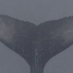 Fluke of 2024-2025 calf of Llave